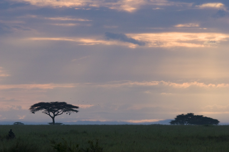 Acacia At Sunrise